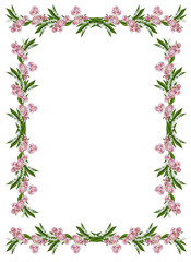 Fototapeta na wymiar carnation isolated on white background