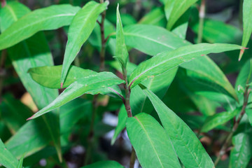 Fresh Vietnamese coriander plant in vegetable garden
