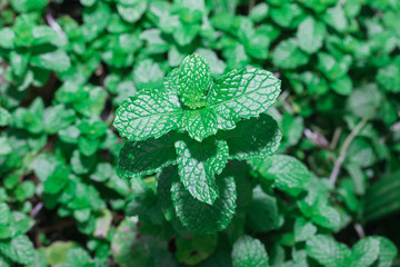 the green mint leaf in garden
