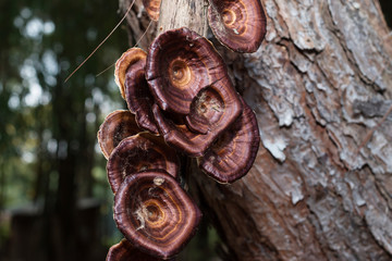 Mushrooms in the forest at Mae Hong Son province, Thailand
