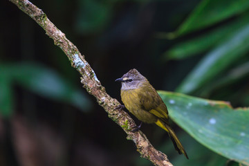 beautiful flavescent bulbul