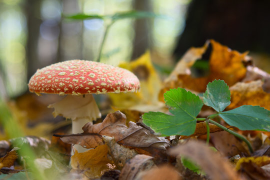 Amanita mushroom in the forest