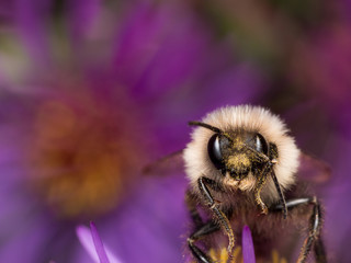 Bumblebee extracts pollen from purple aster flower