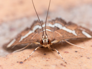 Hawaiian Beet Webworm Moth (Spoladea Recurvalis) Close up - obrazy, fototapety, plakaty