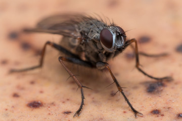 Close up Photo of House Fly on Brown Spotted Surface