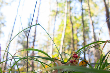 Convallaria majalis. Poisonous berries lily of the valley on a b