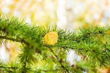 Green needles of a larch tree in autumn forest