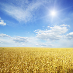 Wheat field and blue sky with sun © photolink