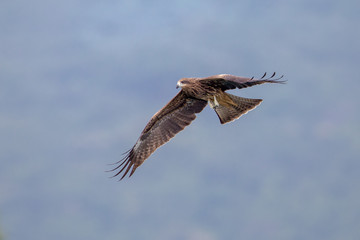 Black Kite  (Milvus migrans)  flying