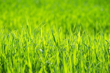 Green grass
