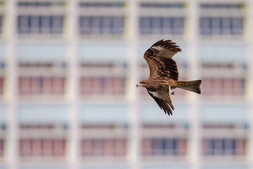 Black Kite  (Milvus migrans)  flying in city with blur city background © Earnest Tse
