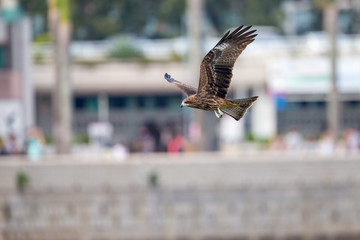 Black Kite  (Milvus migrans)  flying in city with blur city background © Earnest Tse