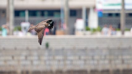 Black Kite  (Milvus migrans)  flying in city with blur city background