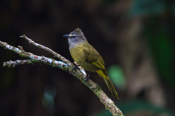 beautiful flavescent bulbul