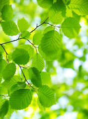 green leaves