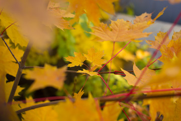 Colourful leaves in autumn season.