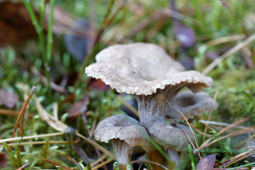 Closeup of funnel chanterelle in moss
