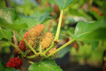 Mulberry on tree