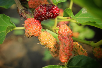 Mulberry on tree