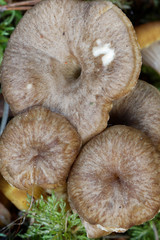 Closeup of funnel chanterelle in moss
