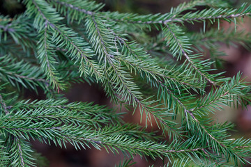 Spruce tree close-up