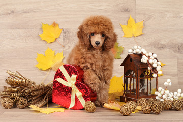 Dwarf poodle puppy on the background of autumn leaves