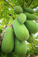 Papaya tree