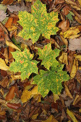 Blätter im Herbstwald