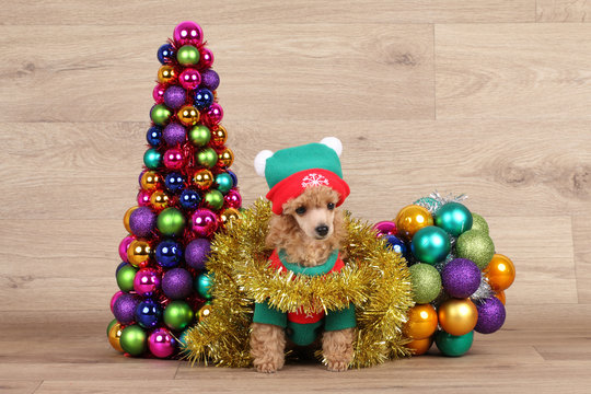 Toy poodle puppy near Christmas tree