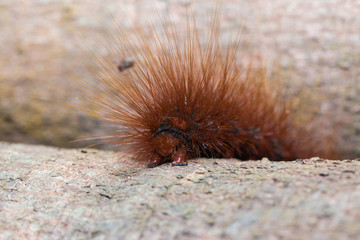 orange hairy caterpillar of the garden
