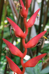 Heliconia Pendula - Hanging Crab Claw Flower
