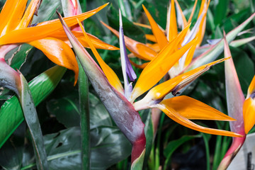 Colorful of Bird of paradise flower blossom
