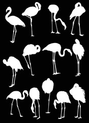 set of thirteen flamingo silhouettes isolated on black