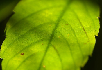 Green leaves with sun light, Soft focus