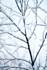 snow-covered and frozen twig