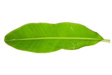 Obraz premium Banana leaf