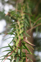 Pine Tree Forrest in the Montains
