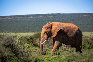 Elephants in the Addo National Park in South Africa