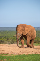 Fototapeta premium Elephants in Addo National Park in South Africa
