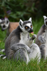 Lemur eating outdoors