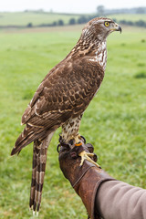 Azor sobre guante de cetrero. Accipiter gentilis. Cetrer√≠a.