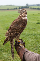 Azor sobre guante de cetrero. Accipiter gentilis. Cetrer√≠a.