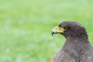 Águila Harris observando. Parabuteo unicinctus.

