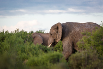 Fototapeta na wymiar Elephants in Addo National Park in South Africa