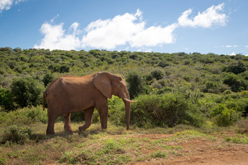 Fototapeta na wymiar Elephants in Addo National Park in South Africa