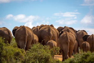 Fotobehang Big group of elephants in Addo National Park, South Africa. © LMspencer