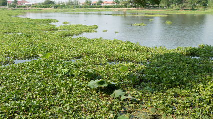 water hyacinth in the river, eichhornia crassipes