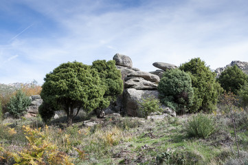 Specimen of Cade tree, Juniperus oxycedrus. It is a species of juniper, native across the Mediterranean region. Photo taken in La Barranca Valley, in Guadarrama Mountains, Madrid, Spain.