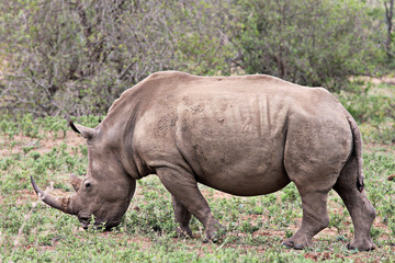 Fototapeta premium white rhino