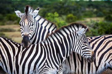 Fototapeta na wymiar Two zebras playing with each other, South Africa.
